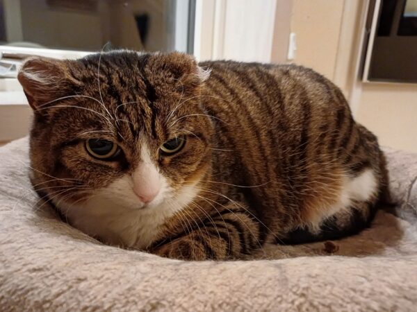 Leia - Bild 3
