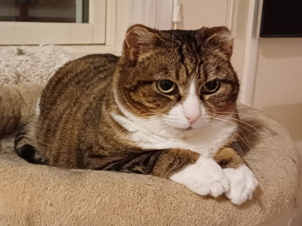 Leia - Bild 2