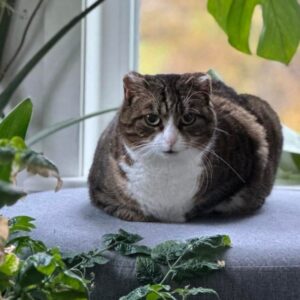 Leia