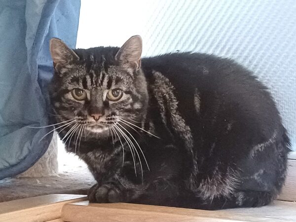 Greta