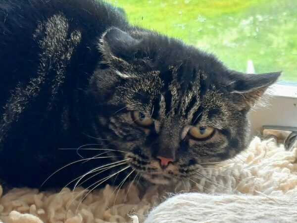 Greta - Bild 3