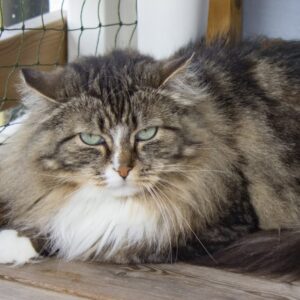 Alina (tingad)