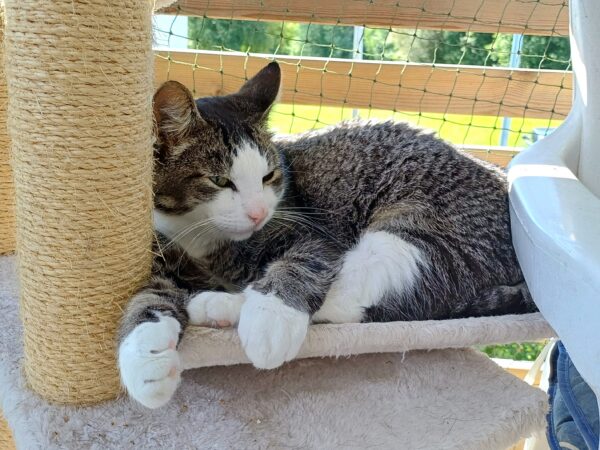 Gubben - Bild 2