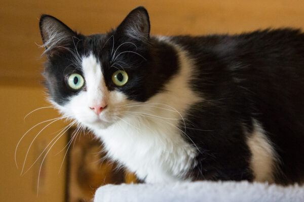 An'kalle - Bild 3