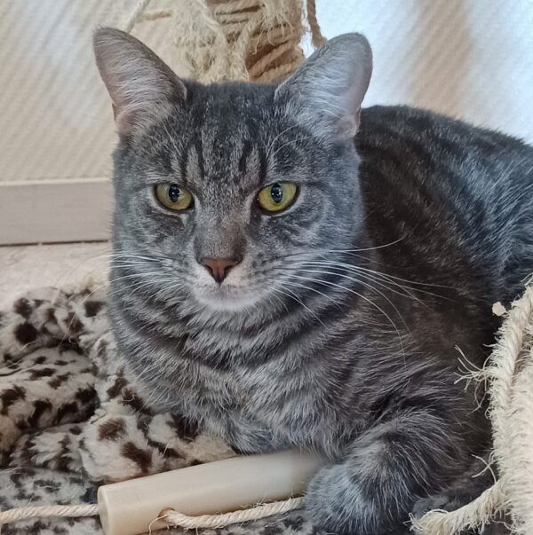 Lelle - Bild 3