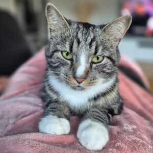 Simba