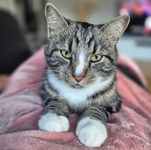 Simba