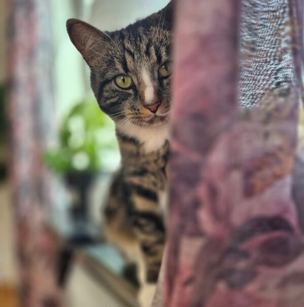 Simba - Bild 3
