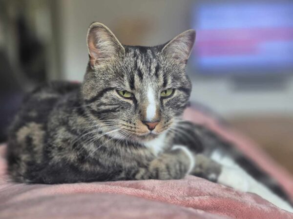 Simba - Bild 2