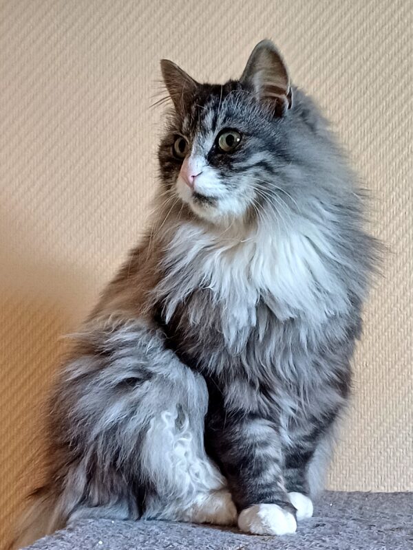 Sushi - Bild 4