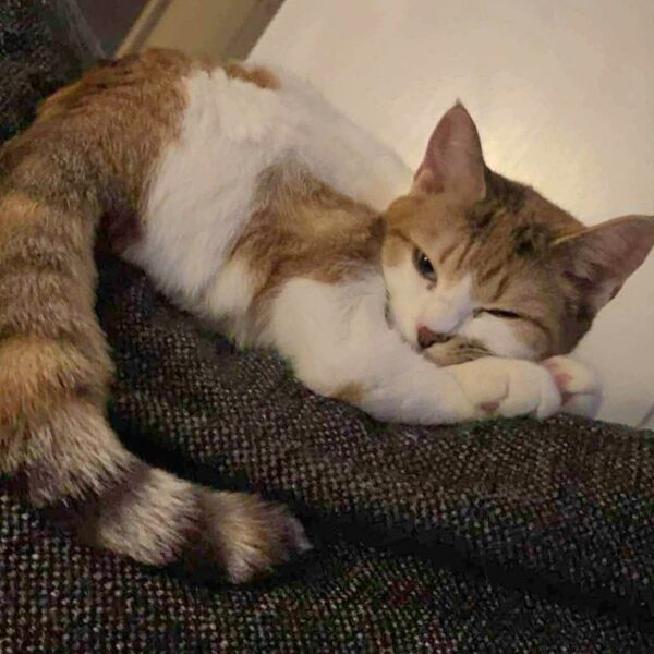 Ellie - Bild 2