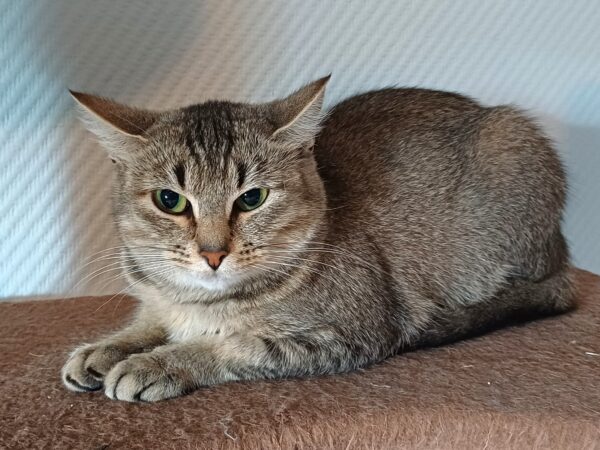 Grynet - Bild 3