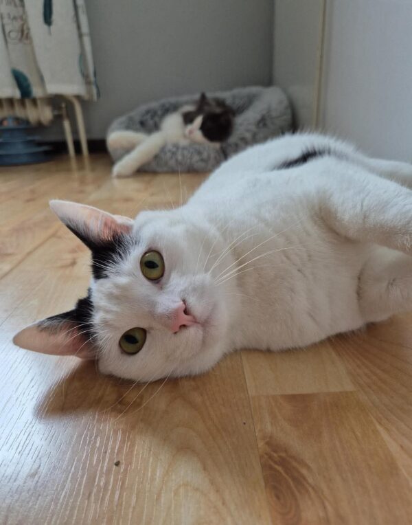 Gurra & Slash - Bild 2