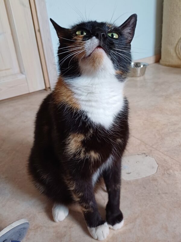 Bibbi - Bild 3