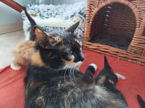 Bibbi - Bild 4