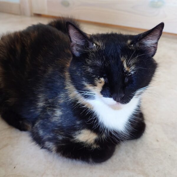 Bibbi - Bild 2