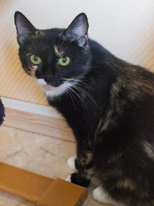Bibbi - Bild 3