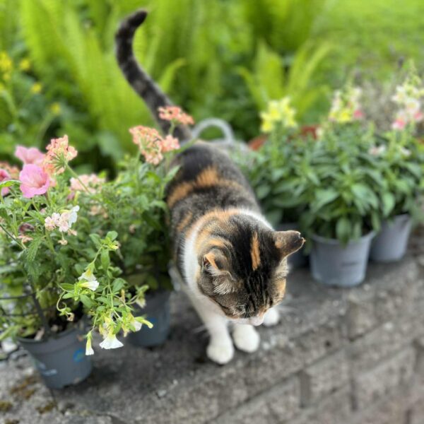 Maya - Bild 3