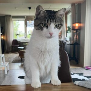Nils
