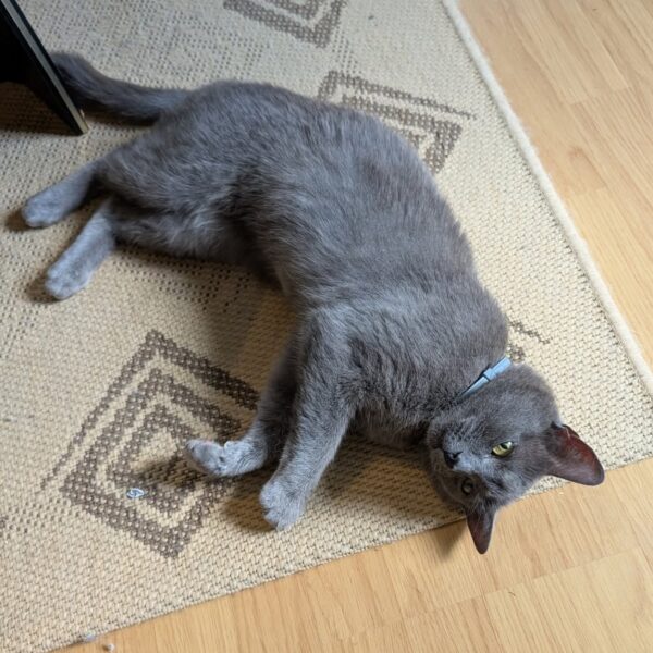 Billy (tingad) - Bild 2
