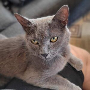 Billy (tingad)