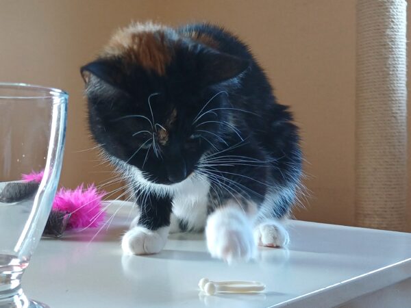 Agnes - Bild 4