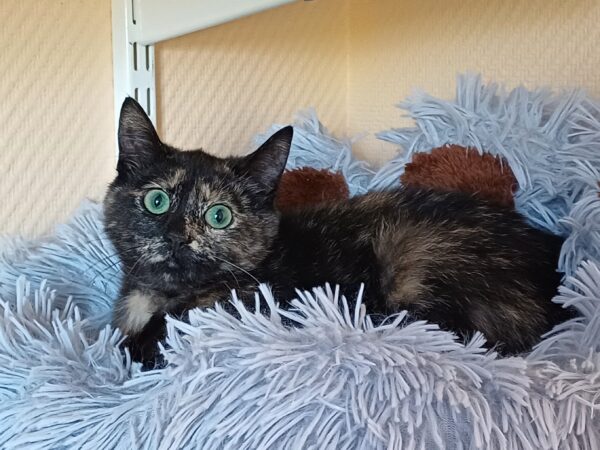 Steffi - Bild 3