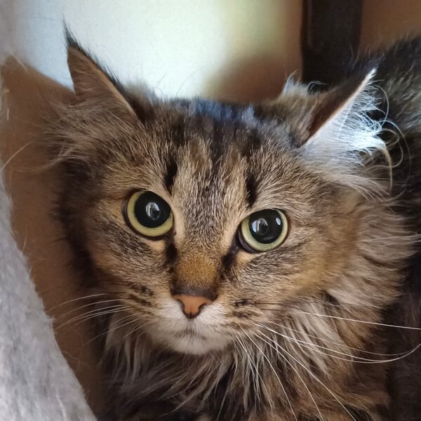 Anastasia - Bild 4