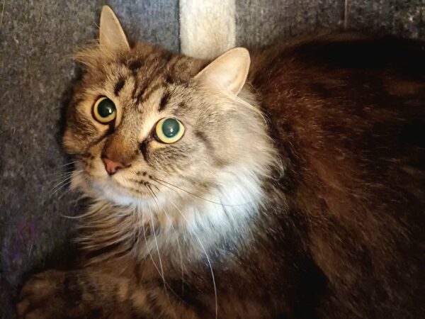 Affe - Bild 2