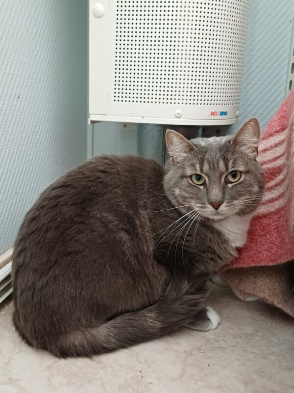 Assar - Bild 4