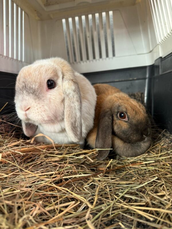 Ronja och Tor