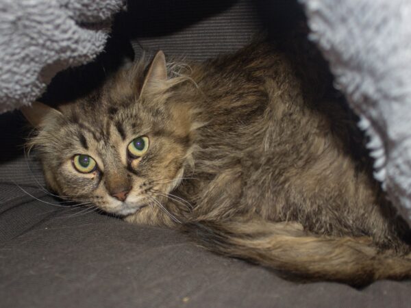 Affe - Bild 3