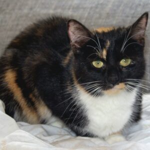 Agnes