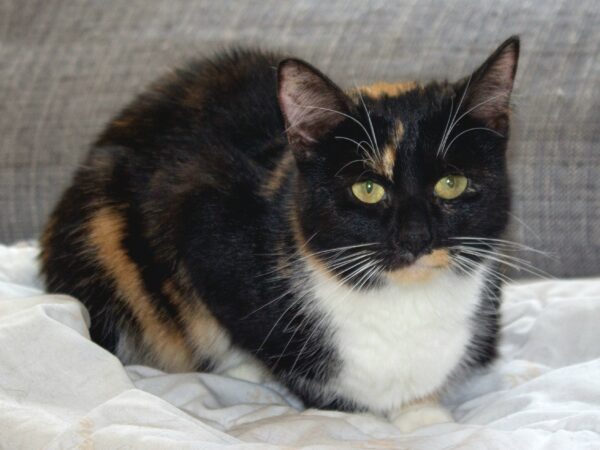 Agnes
