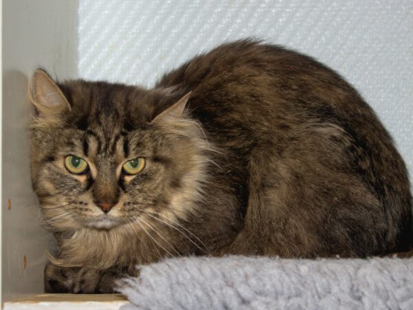 Affe - Bild 4