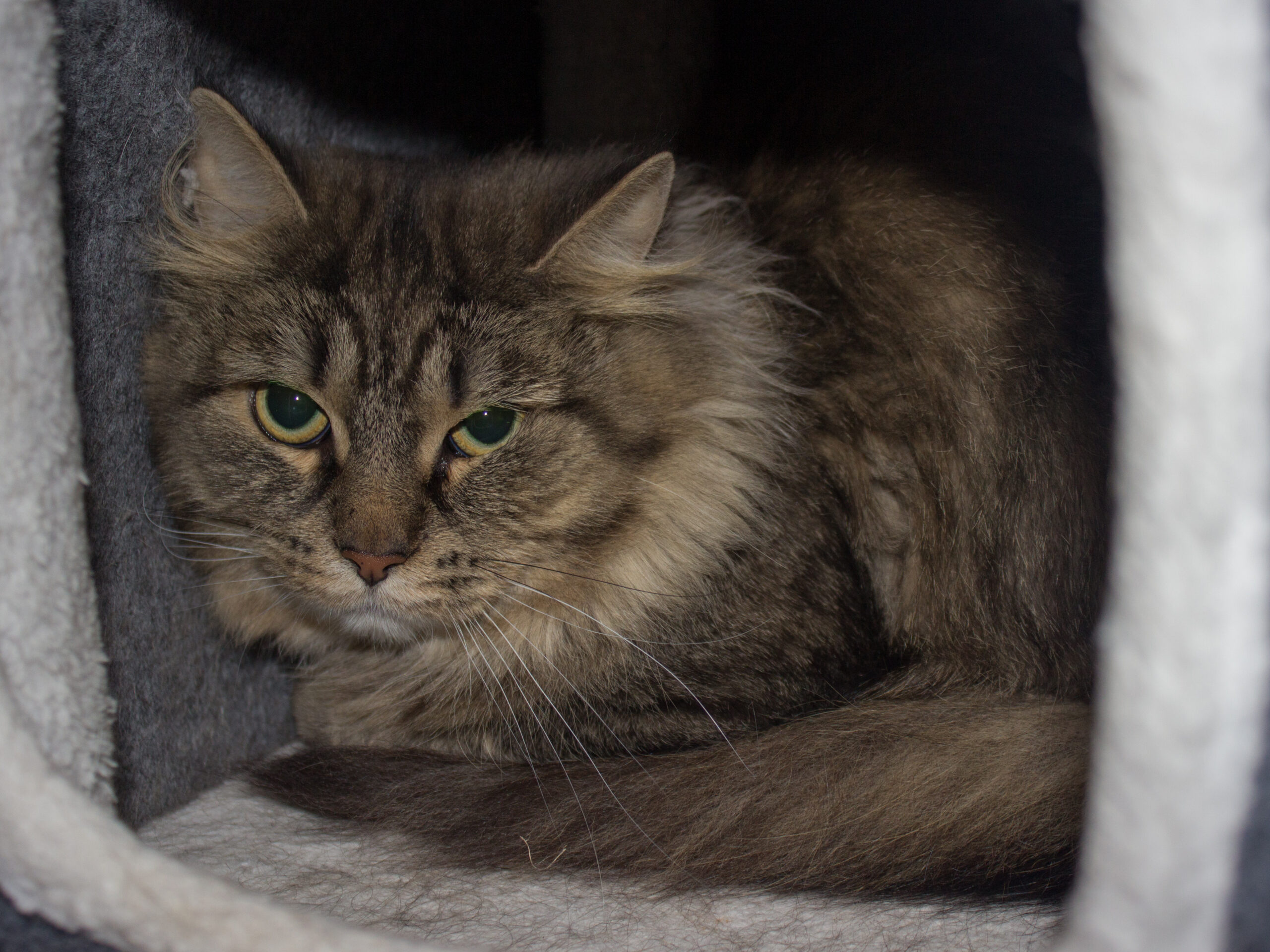 Affe (tingad) - Bild 3