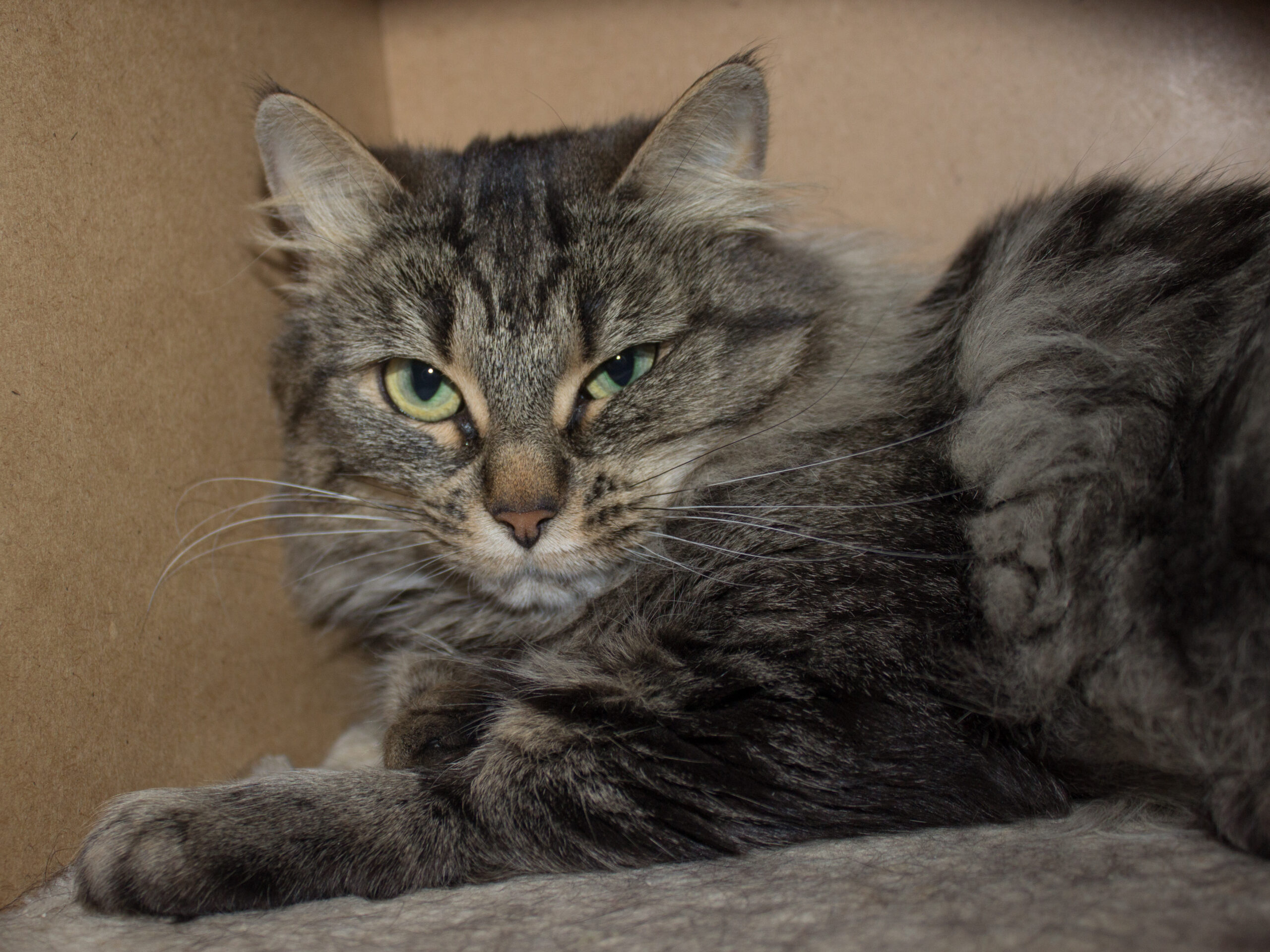 Amanda (tingad) - Bild 4