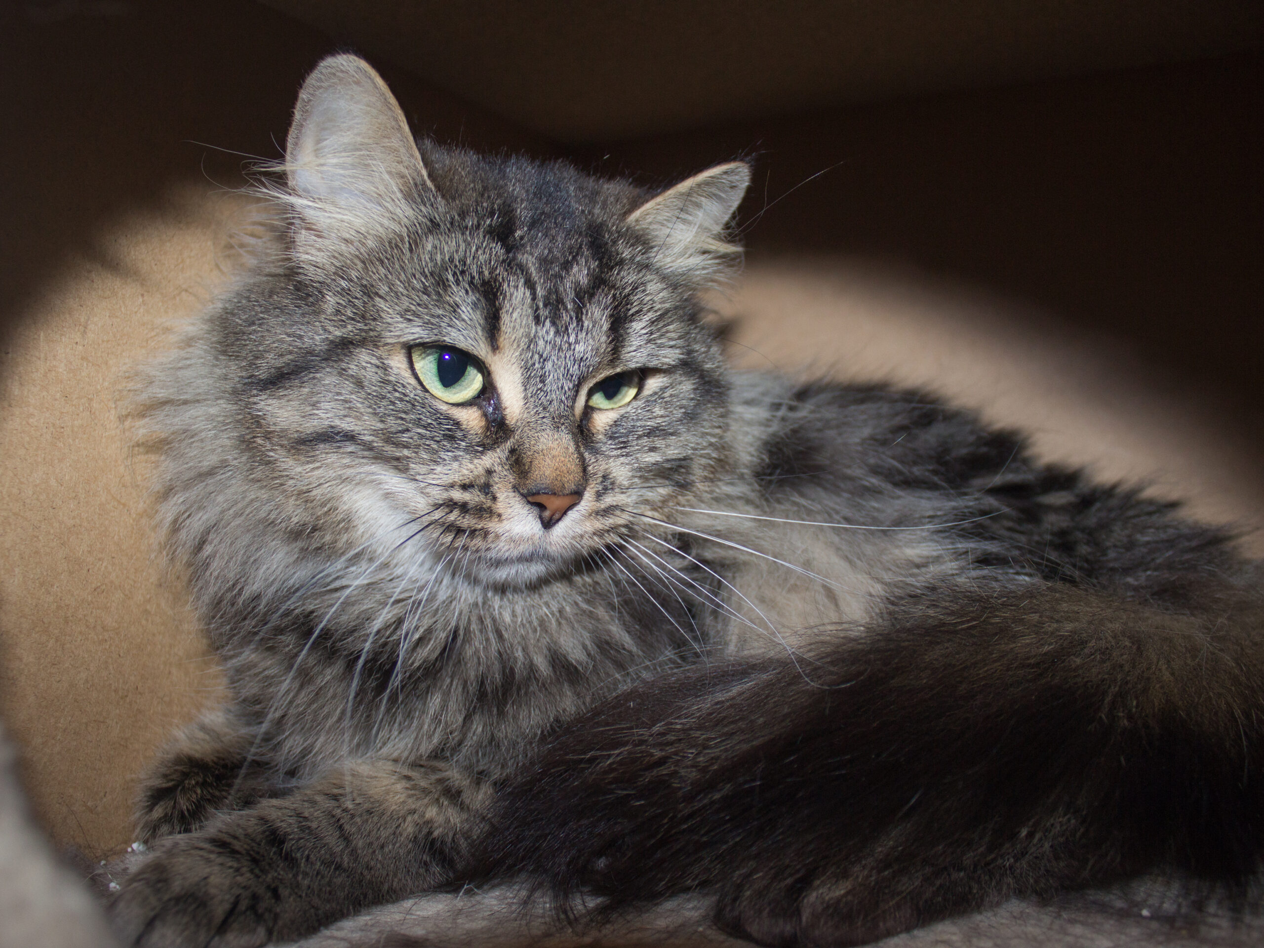 Amanda (tingad) - Bild 3