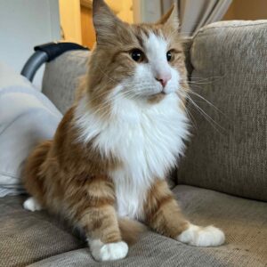 Blixten