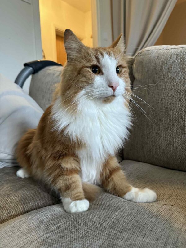 Blixten