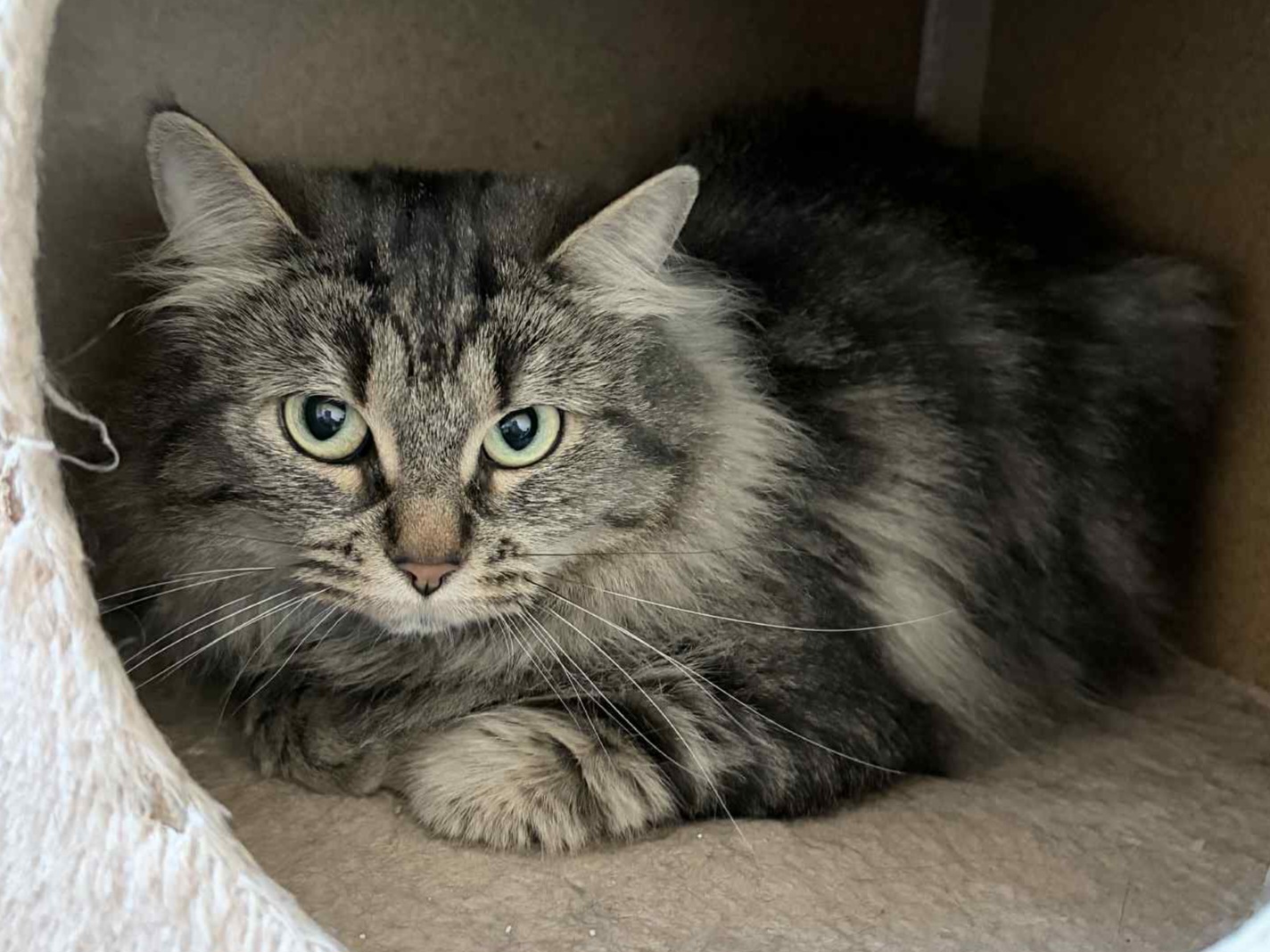 Amanda (tingad) - Bild 2