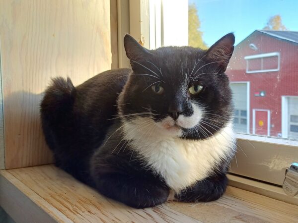 Kenneth - Bild 3