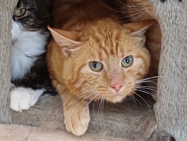 Bobbo - Bild 2