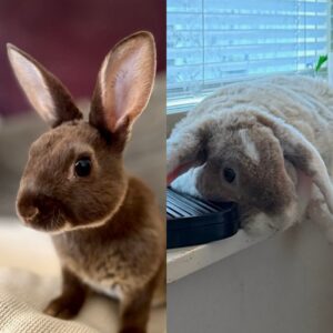 Adele & Cleo