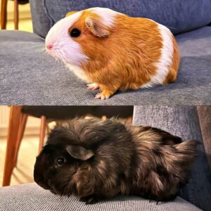 Fifi & Siri
