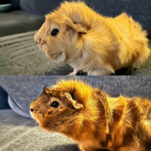 Boris & Sebastian