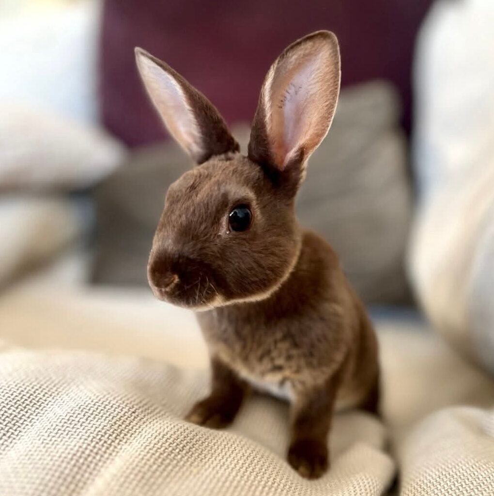 Adele & Cleo - Bild 2