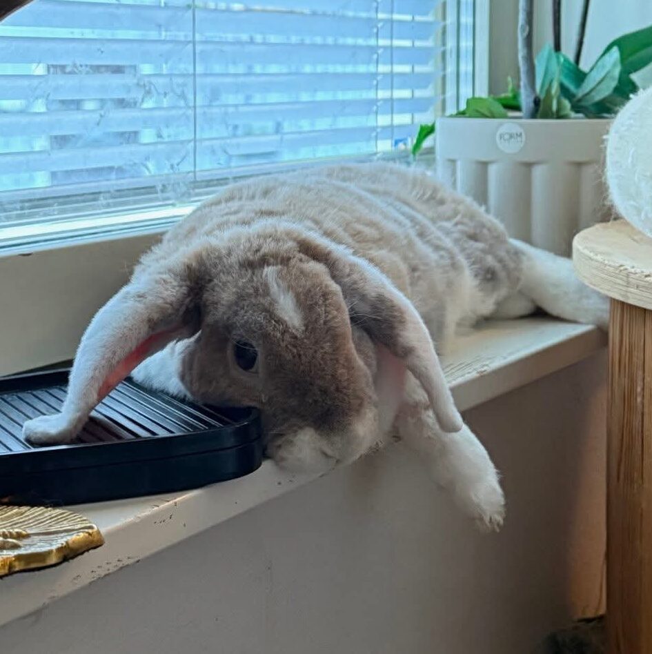 Adele & Cleo - Bild 3