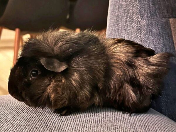 Fifi & Siri - Bild 3