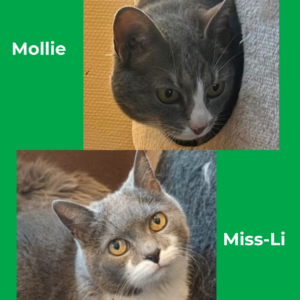 Mollie & Miss-Li